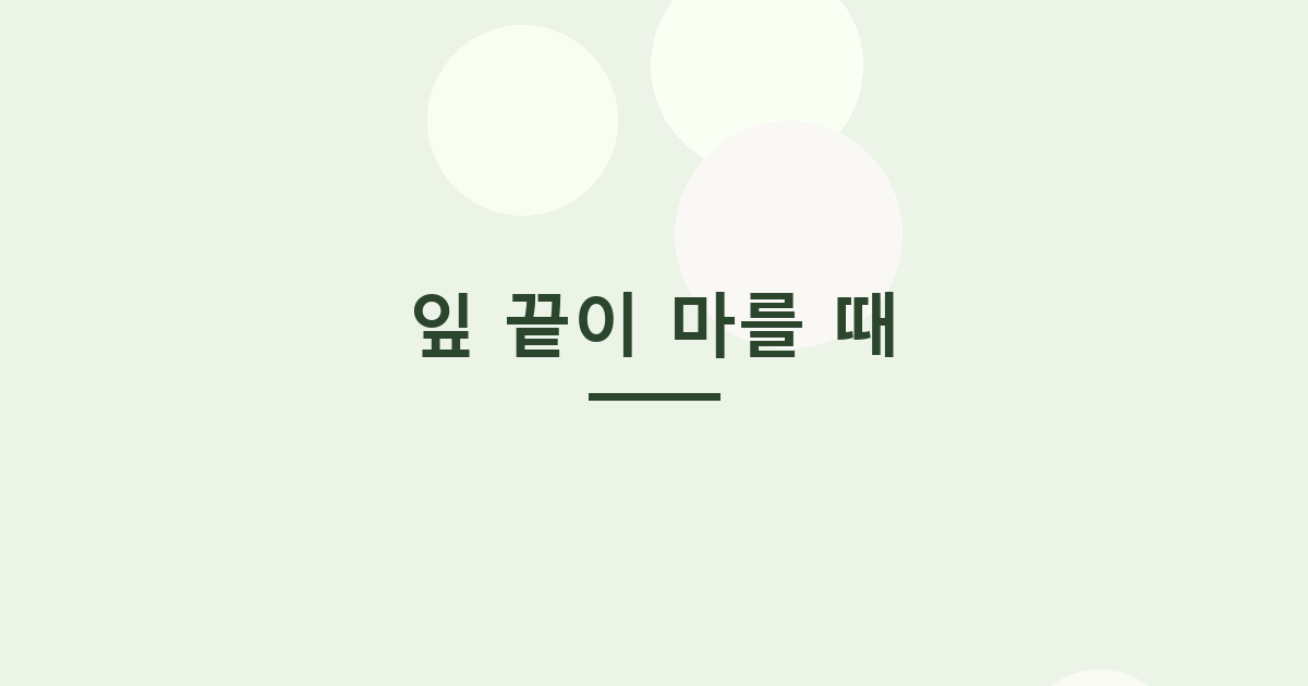 잎 끝이 마를 때
